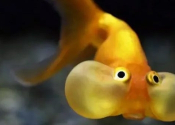 goldfish the most common fish on our planet 120980