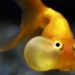 goldfish the most common fish on our planet 120980