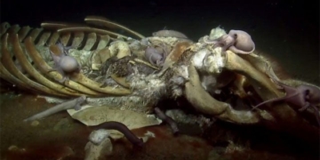 grave of the unusual pig below the sea 135719