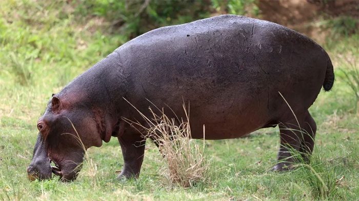 Hippopotamus tends to move quickly when prompted