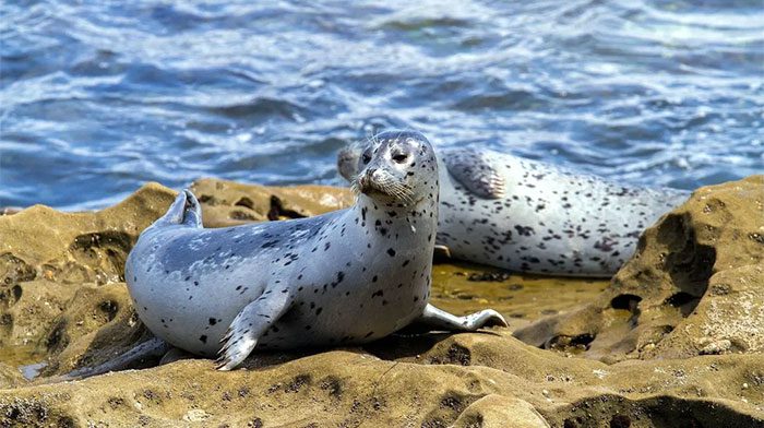 Baikal Seal.