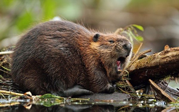 Wild animals emitting a scent similar to that of musk