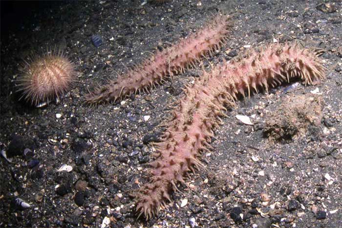 Sea cucumber Synallactes mcdanieli.