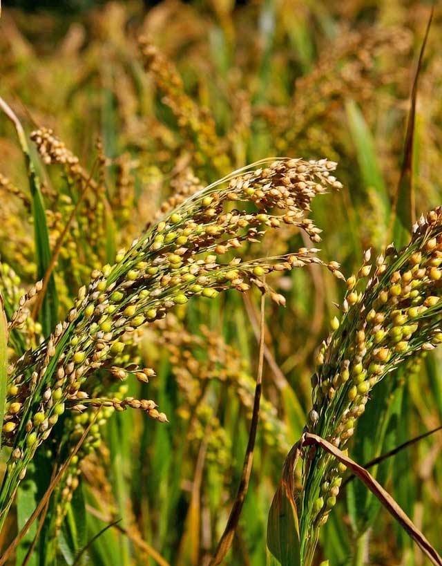 Millet is very drought and heat-resistant.