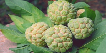 herb tree medicine good 5598