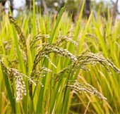 high performance rice variety 51366