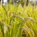 high performance rice variety 51366