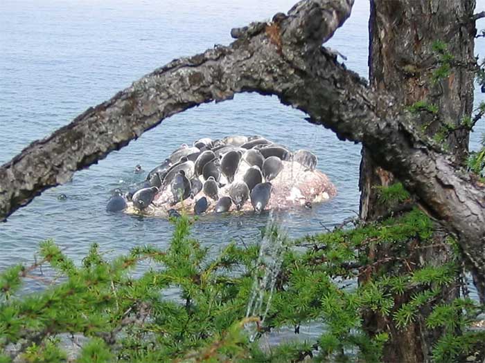 Lake Baikal is located at the intersection of tectonic plates.