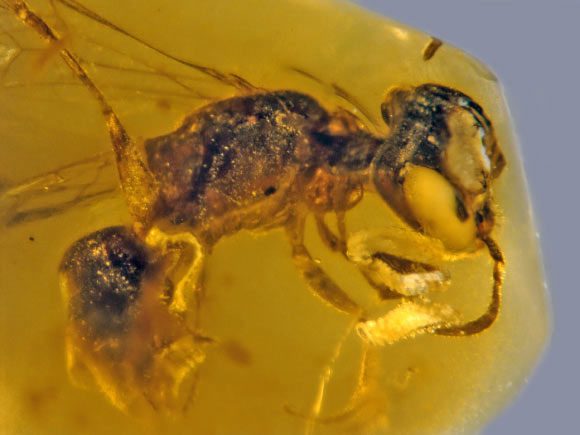 A 99 million-year-old bee perfectly preserved in a piece of amber