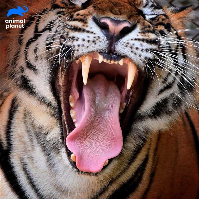 Tigers have the longest canine teeth among big cats.