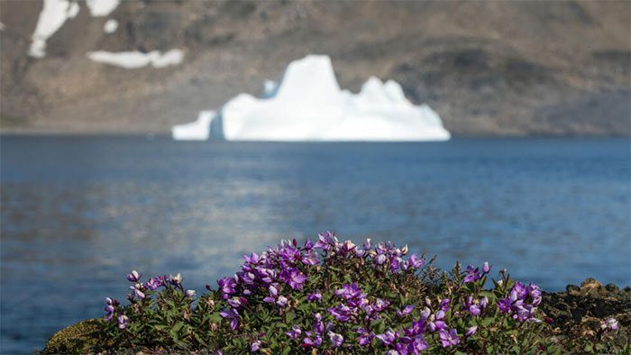 Flowers photographed on Kulusuk Island, Greenland.