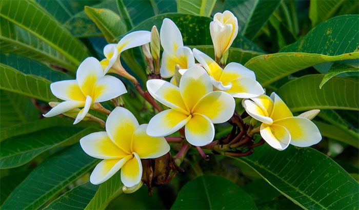 Frangipani flowers are beautiful, yet many avoid planting them in front of their homes.