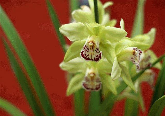 Nongke Orchid