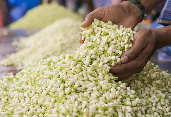 Harvesters select unopened jasmine flowers.