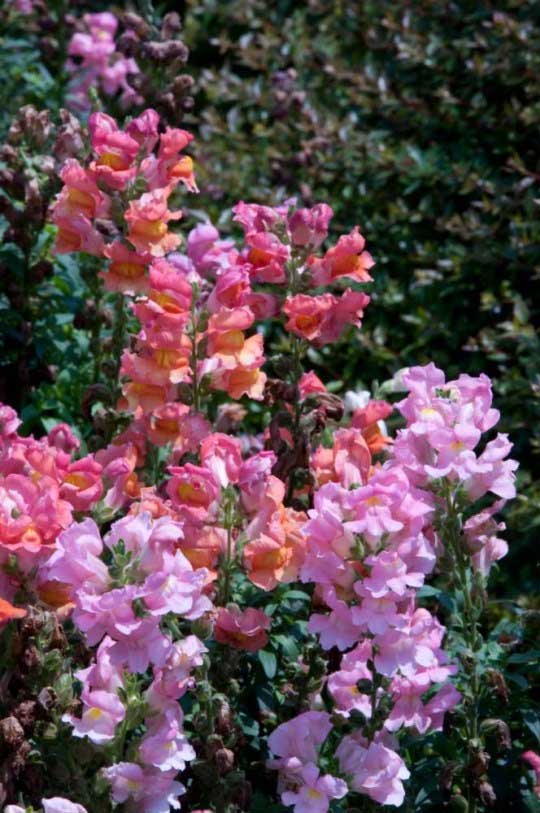 A beautiful flower that transforms into a frightening skull when it wilts.