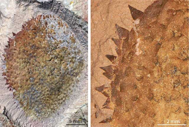 Fossil of the new monster species in Yunnan