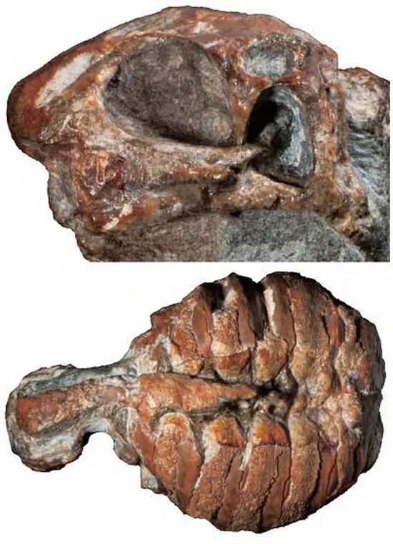 Skull (top) and postcranium (bottom).