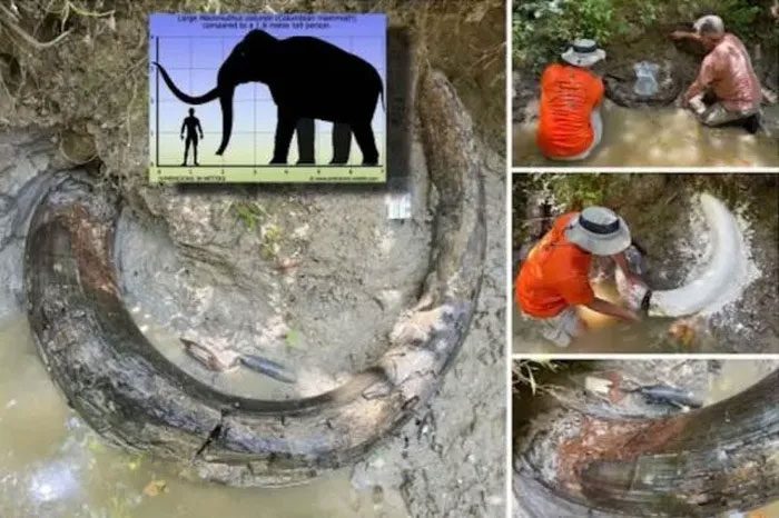 This 270 kg tusk belongs to a Columbian mammoth (Mammuthus columbi).