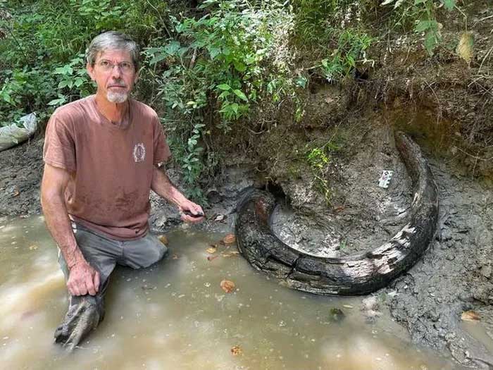 Columbian mammoth tusk measuring 2 meters.