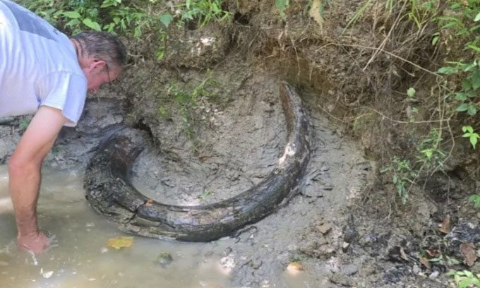 Fossilized Columbian mammoth tusk in the streambed.