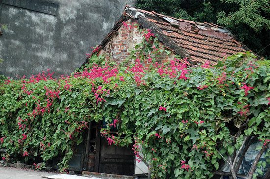 Bougainvillea cultivation technique