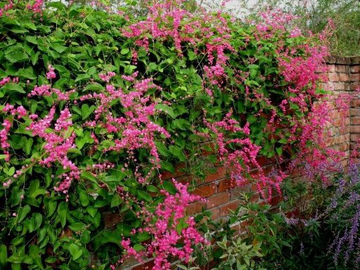 Bougainvillea cultivation technique