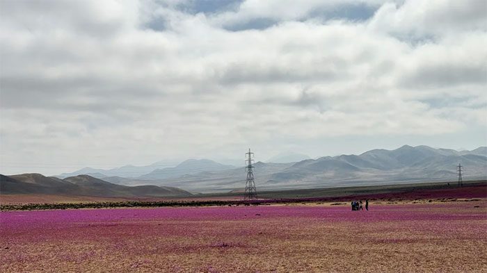 Romantic purple hues in the Atacama Desert