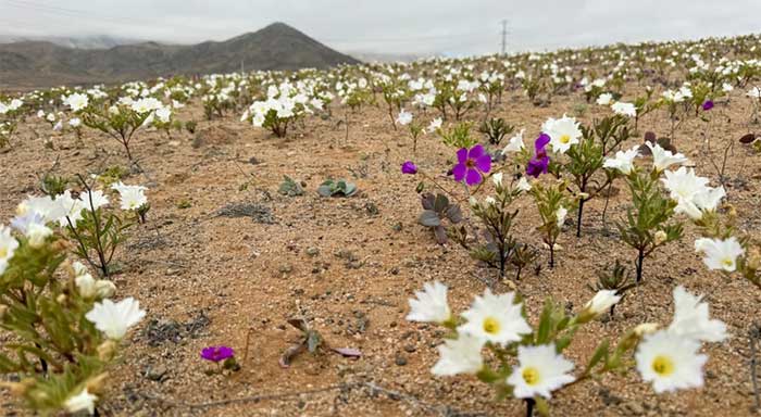 In addition to purple flowers, there are also charming white blooms