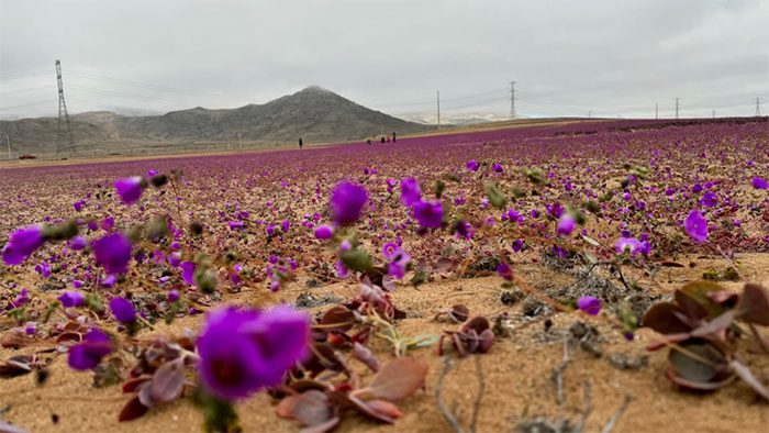 Purple flowers blooming in the Atacama Desert on July 6, 2024