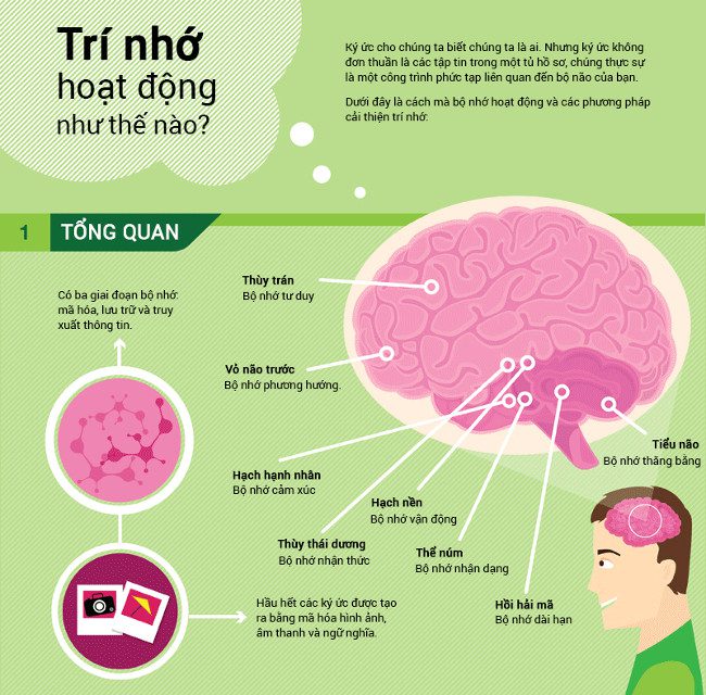 There are 3 stages of memory: encoding, storage, and retrieval.