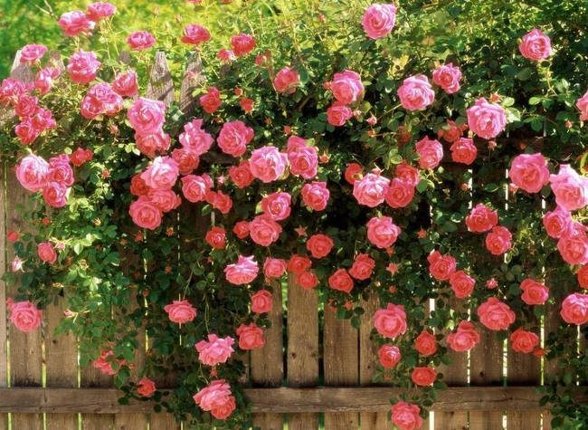 Climbing Roses