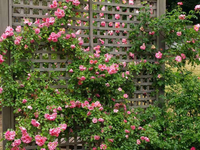 Climbing roses are beautiful flowers loved by many.