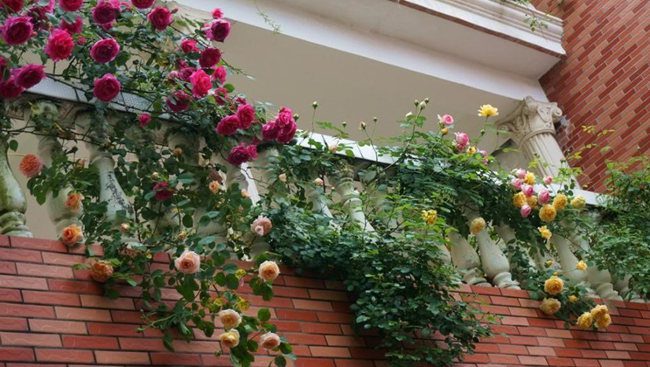 Plant climbing roses in well-drained soil to avoid waterlogging; if using pots, ensure they are large enough.