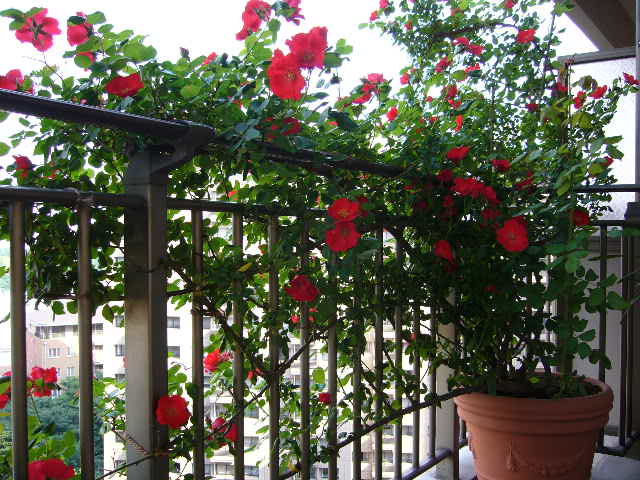 Planting climbing roses on the balcony