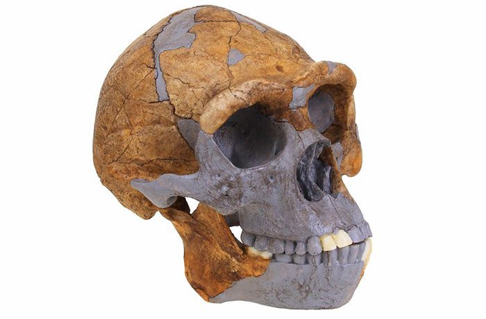 Skull of Peking Man