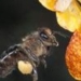 how bees fly 2791