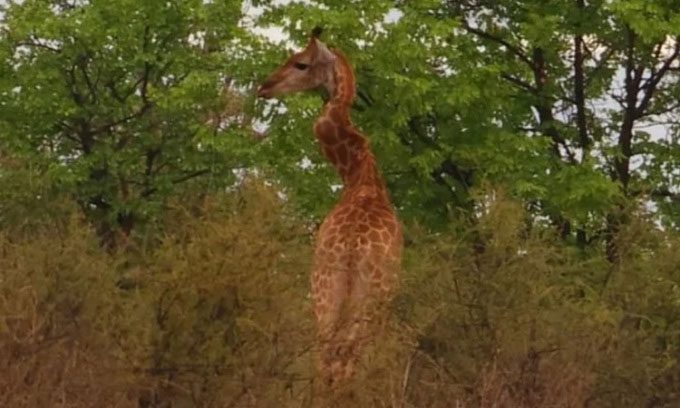 Giraffe with a deformed neck.