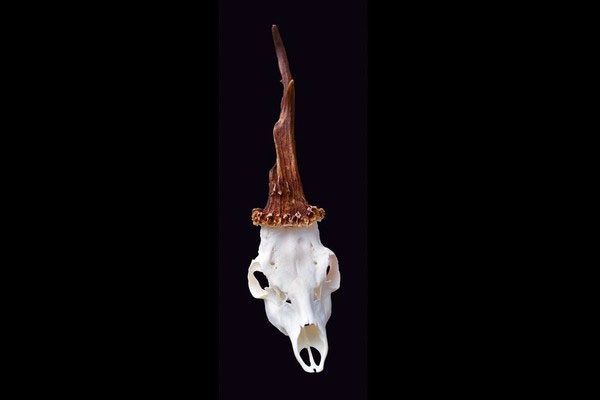 Real unicorn skull found on Earth