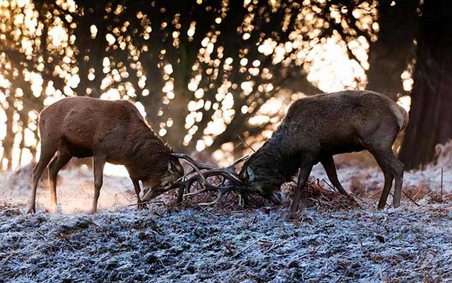 Deer antlers are considered a symbol of strength and attraction among males in the herd.