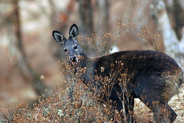 Wild animals emitting a scent similar to that of musk