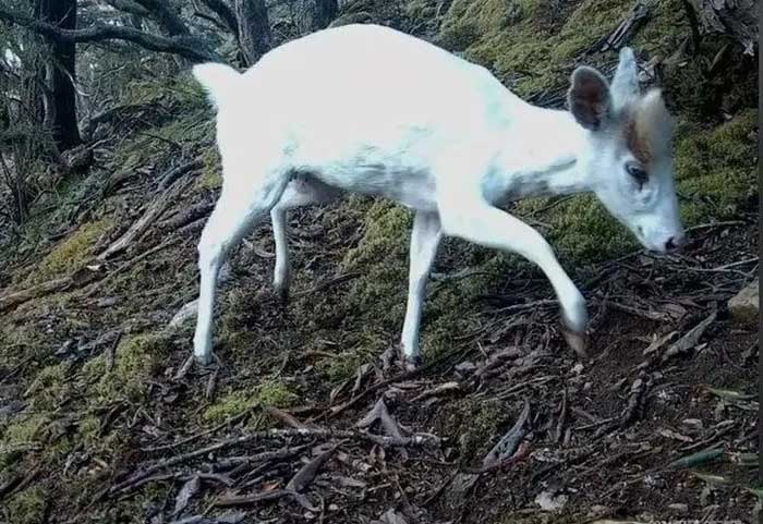 Rare white deer image causing excitement among many people.