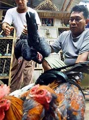 indonesia additional people infected with bird flu died 2613