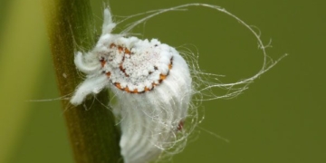 insect confusion 34207