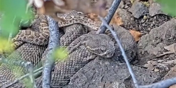 install camera monitoring at rat below chapter 2 000 animals 135593