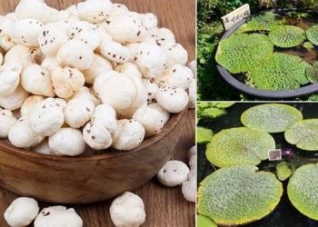 internet community reports on strange fruit hai len from black sand with seeds like lychee 116432