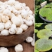 internet community reports on strange fruit hai len from black sand with seeds like lychee 116432