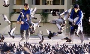 iran high alert for bird flu 3073
