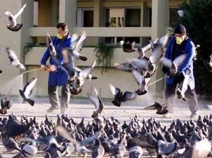 iran high alert for bird flu 3073
