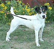 jack russell