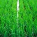 japan create rice seeds are high quality 2549